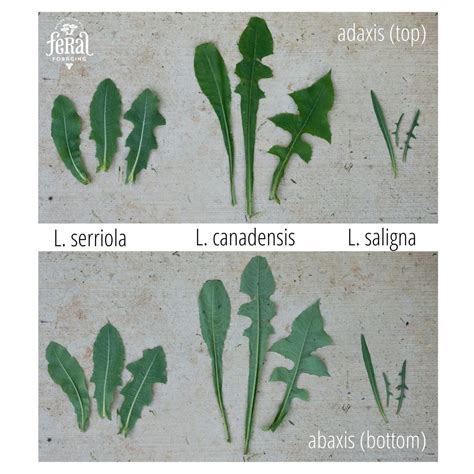 How To Identify Wild Lettuce And Look Alikes Feral Foraging