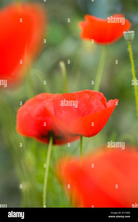 Papaver rhoeas Field poppy Stock Photo - Alamy