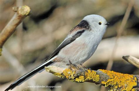 OSLO BIRDER Long Tailed Tits