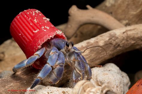 Incredible Photos Of The Hermit Crabs Who Live In Trash In 2020