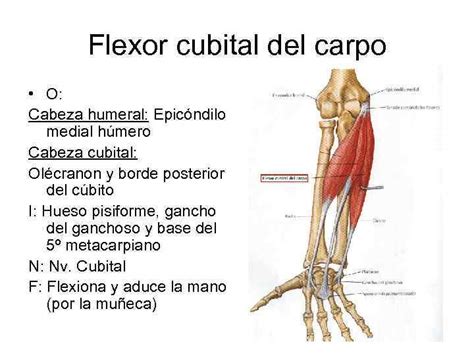 Curso Anatom A Humana Unidad Miolog A Clase Miolog A Del