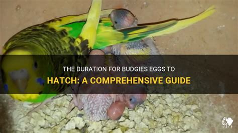 The Duration For Budgies Eggs To Hatch A Comprehensive Guide PetShun