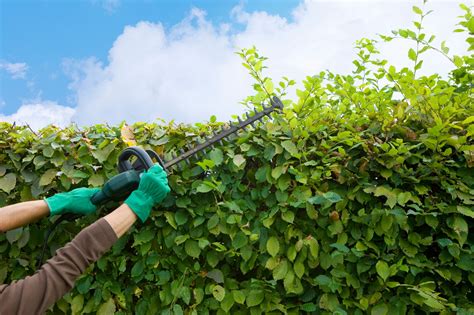 Vogelschutzzeit Was Gartenbesitzer Beachten Sollten