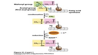 fatty acid biosynthesis.pptx