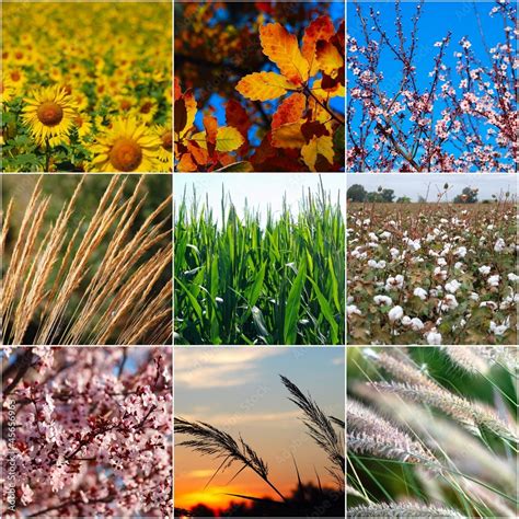 Collage Agricultura Plantas Foto De Stock Adobe Stock