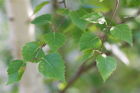 Paper Birch Tree Leaves