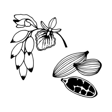 1+ Thousand Cardamom Plant Drawing Royalty-Free Images, Stock Photos ...