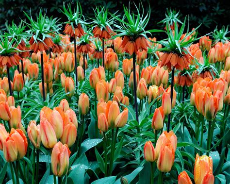 Fritillaria Imperialis Aurora Bulbs — Buy Orange Crown Imperials