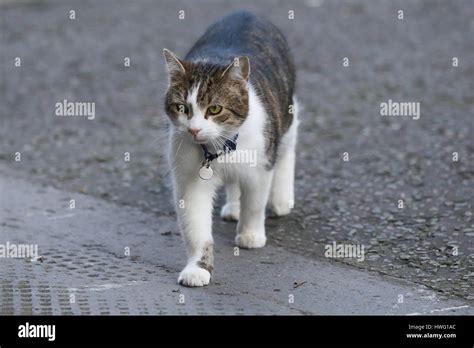 Downing Street. London. UK 21 Mar 2017 - Larry, the 10 Downing Street ...