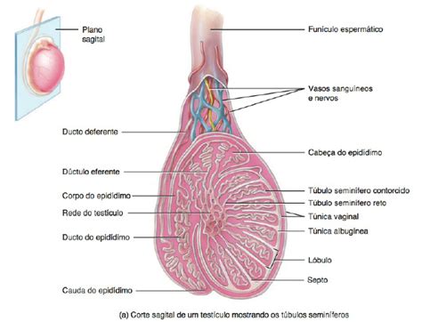 Resumo De Sistema Reprodutor Masculino Anatomia Espermatog Nese E Mais