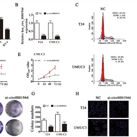 Downregulation Of Hsa Circ Suppressed Bc Proliferation In