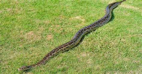 Burmese Python A Z Animals