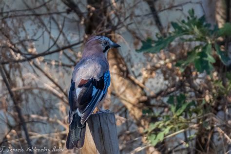 DocNatureBlog El pájaro chivato del bosque Arrendajo euroasiático