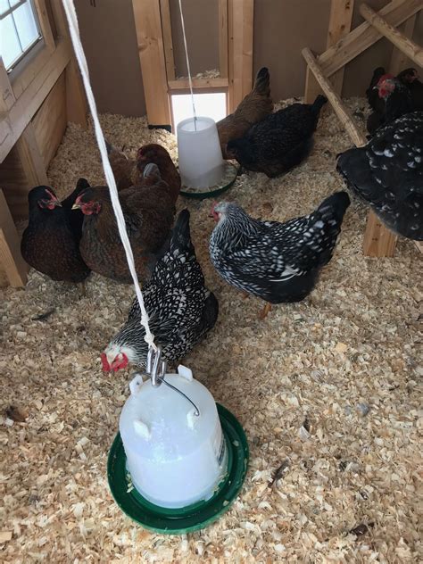 Hanging Chicken Feeder All About Baked Thing Recipe