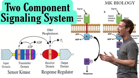 Bacterial Two Component Signaling System Two Component System In