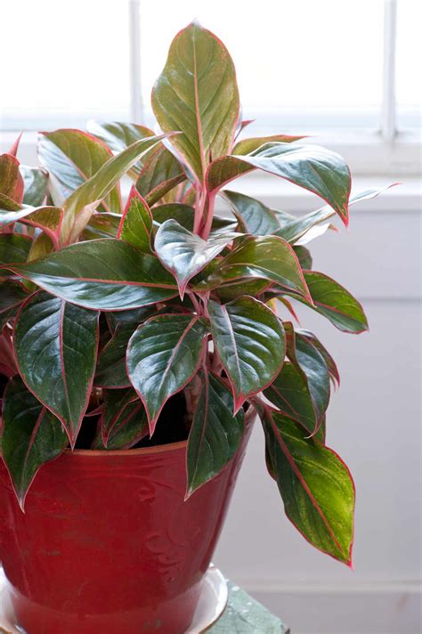 27 Easy Houseplants To Grow Better Homes And Gardens