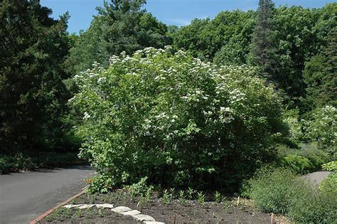 Wentworth American Cranberrybush Viburnum Trilobum Wentworth In