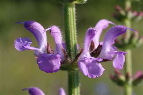 Salvia Virgata Wild Plant Stock Photo Image Of Macro Species