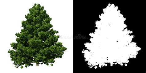 Hinoki Cypress Tree Png Tree Hinoki Cypress Woody Plant Conifers Png