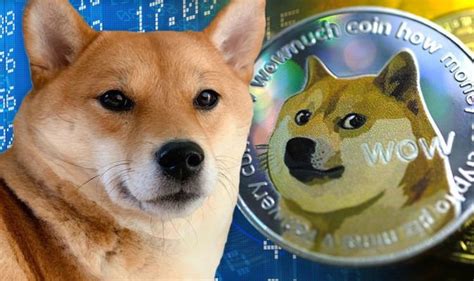 Shiba Inu coin: Analyst warns new doge-token won't beat Dogecoin - 'No ...