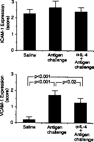 Figure From Role Of Vascular Cell Adhesion Molecule Very Late