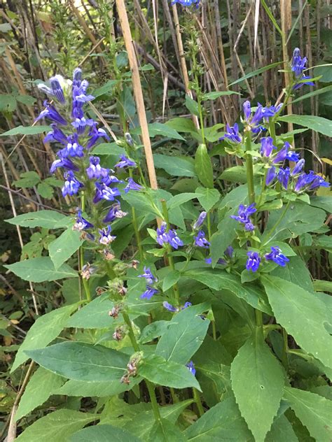 Found on a woodland trail, Great Lakes region : r/whatsthisplant