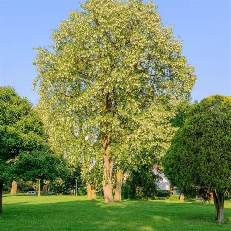 Gewöhnliche Robinie Robinia pseudoacacia