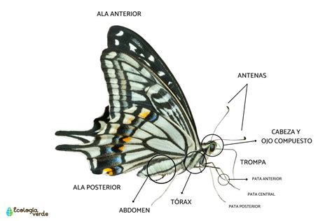 Partes De La Mariposa Resumen Y Esquema