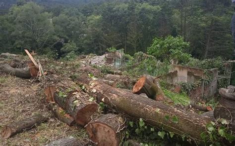 Preocupa tala de árboles en Omitlán El Sol de Hidalgo Noticias