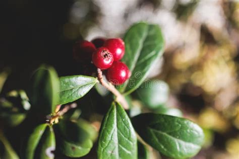 Process Of Harvesting And Collecting Berries In The National Park Of