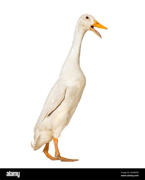 Duck Walking Against White Background Stock Photo Alamy