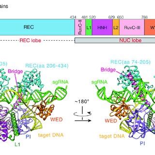 Cryo EM Structure Of SaCas9 SgRNA DNA Ternary Complex A The EM Based