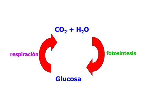 SOLUTION: Fotosintesis fase luminosa - Studypool