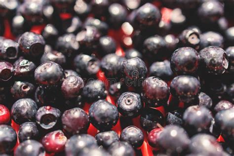 Harvested Berries Process Of Collecting Harvesting And Picking