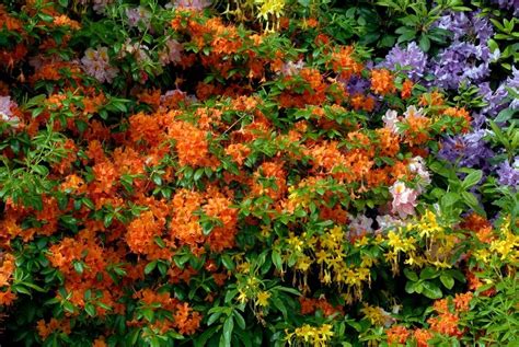 Orange rhododendron flowers in a park ... | Stock image | Colourbox