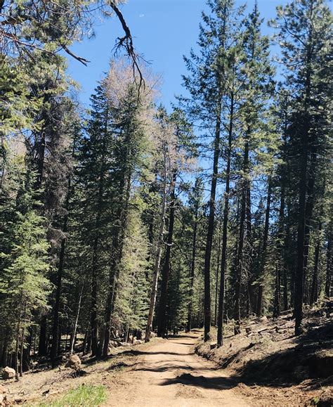 Exploring Arizona :: Arabian Horses of Stonewall Farm