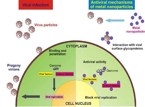 A Schematic Represents An Antiviral Activity By Small Molecules Nano