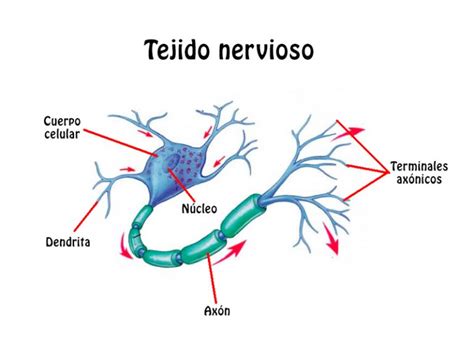 El Tejido Nervioso Paxala