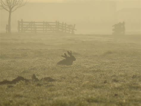 God Is In De Stilte Misty Morningsilence