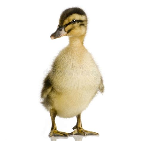 Duckling four days. Duckling in front of a white background , #Aff, #days, #Duckling, #front, # ...