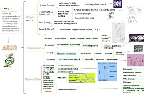 Mapa Conceptual De Adn Udocz The Best Porn Website