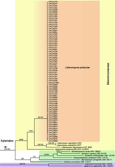 Phylogram Of The Best ML Tree LnL 12820 324 Revealed By RAxML From