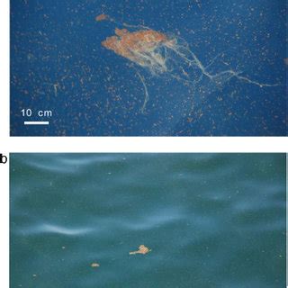 (A) Marine snow formation in SURF I +GoM-oil. (B) About 25 flocs (5 mm ...