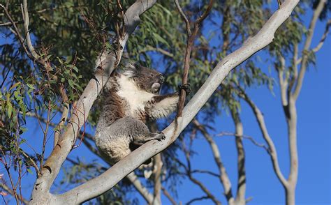 Drop Bear Vs Koala