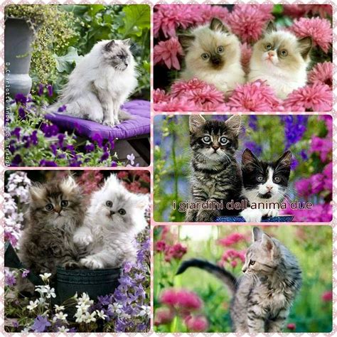 Kitty Cat Collage Cat Collage Animals Beautiful Beautiful Cats