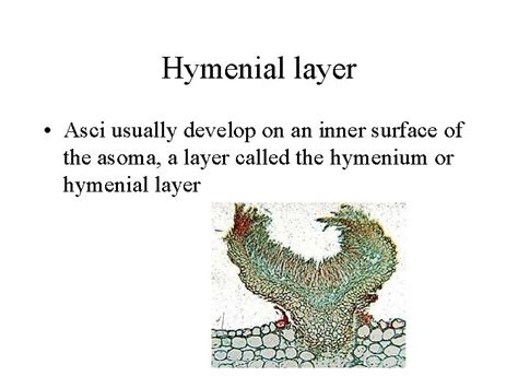 Ascomycetes Phylum Ascomycota Ascomycetes Group of fungi characterized