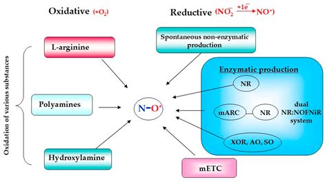 Ijms Free Full Text Multiple Ways Of Nitric Oxide Production In Plants And Its Functional