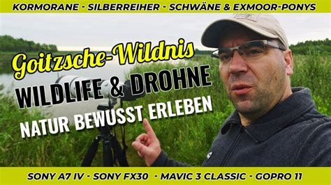 Natur Erleben In Der Goitzsche Wildnis Wildlife Und Drohne