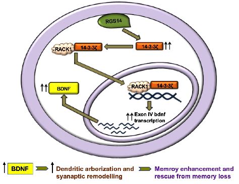 A diagram of 14 3 3ζ brain derived neurotrophic factor BDNF