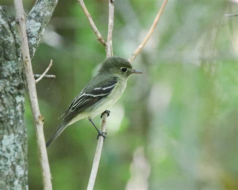 Least Flycatcher Empidonax Minimus Lafitte S Cove Robert Becker